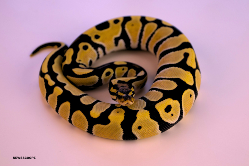 how long can a ball python go without eating