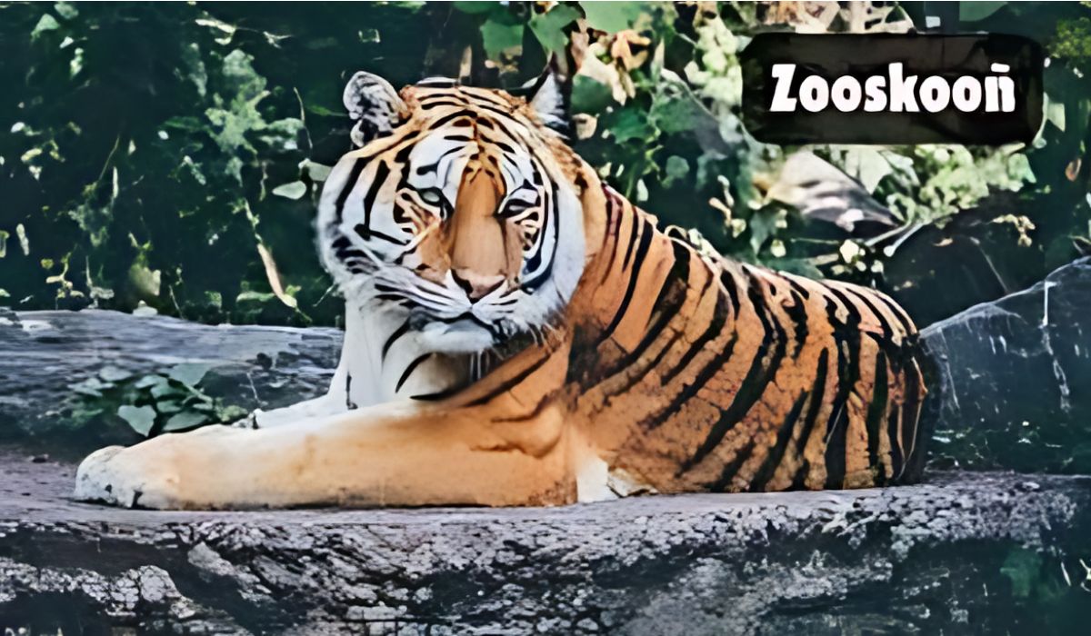 Zooskooñ Discovering : A Journey into Animal Conservation