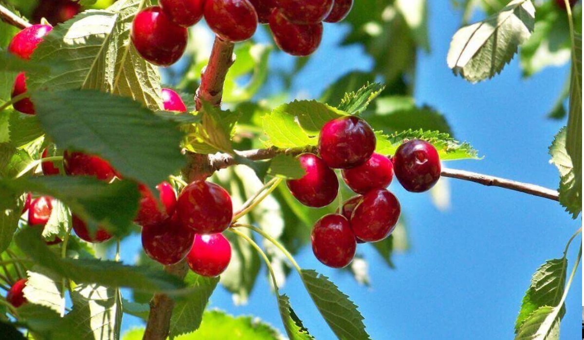 brouwer fruit - kersen verkoop