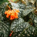 begonia mallacoota