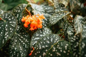 begonia mallacoota